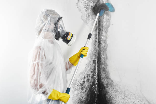 Mold Remediation for Rental Properties in St Paul, TX