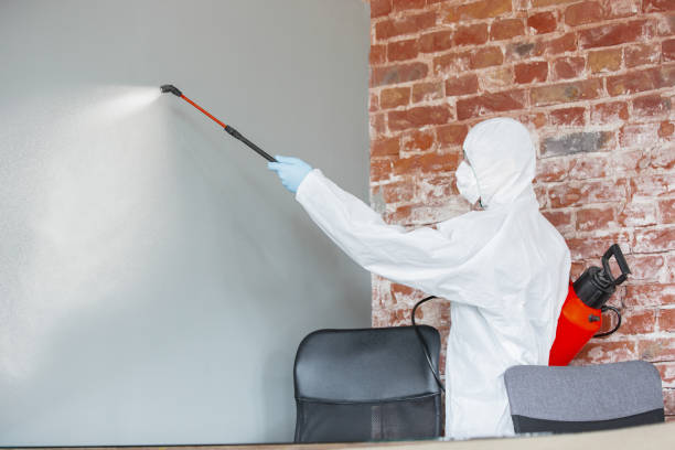 Best Water Damage & Mold Remediation  in St Paul, TX