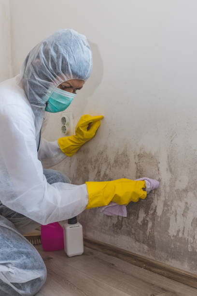Best Mold Damage Restoration  in St Paul, TX