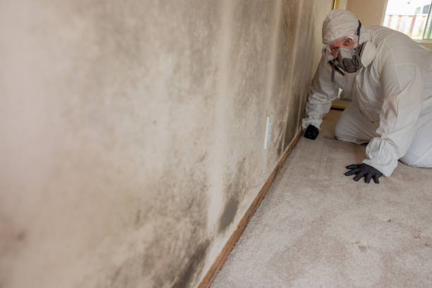 Best Mold Remediation for Healthcare Facilities  in St Paul, TX